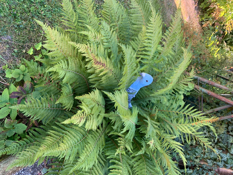 Ein üppig gewachsener Farn in einem Garten, zwischen dessen Wedeln eine blaue Dekovogelfigur platziert ist.