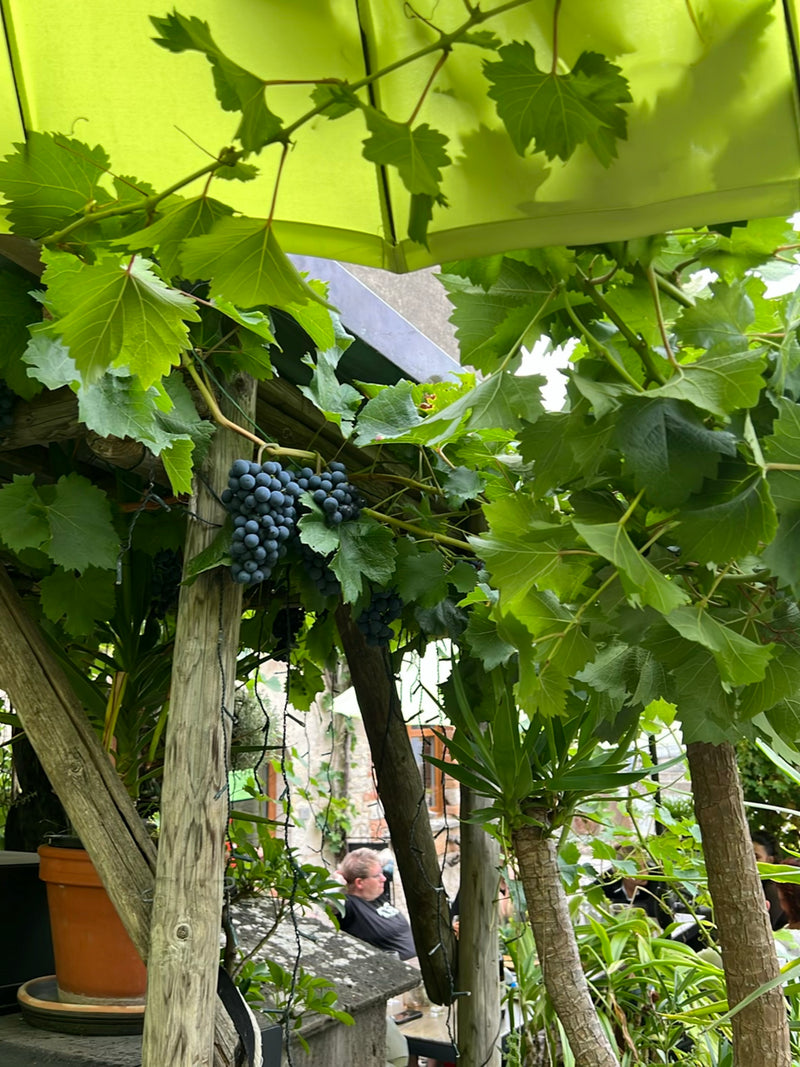 Zierwein — Bild 5
