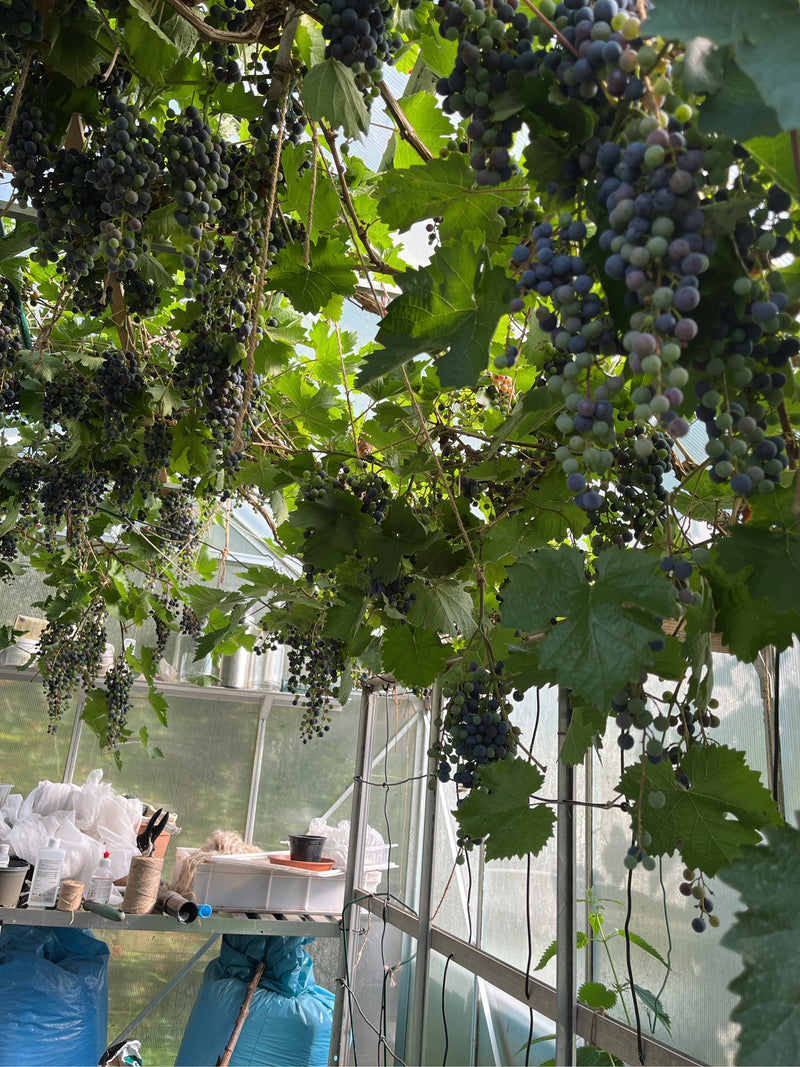 Zierwein — Bild 4