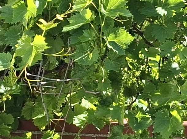 Zierwein — Bild 3
