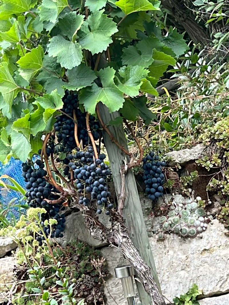 Zierwein — Bild 1