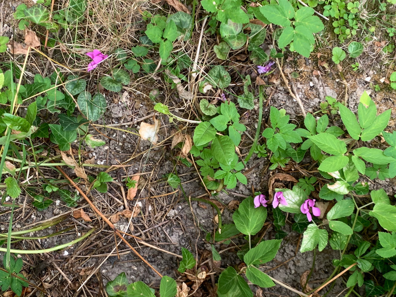 Efeu-Alpenveilchen — Bild 1 von 1