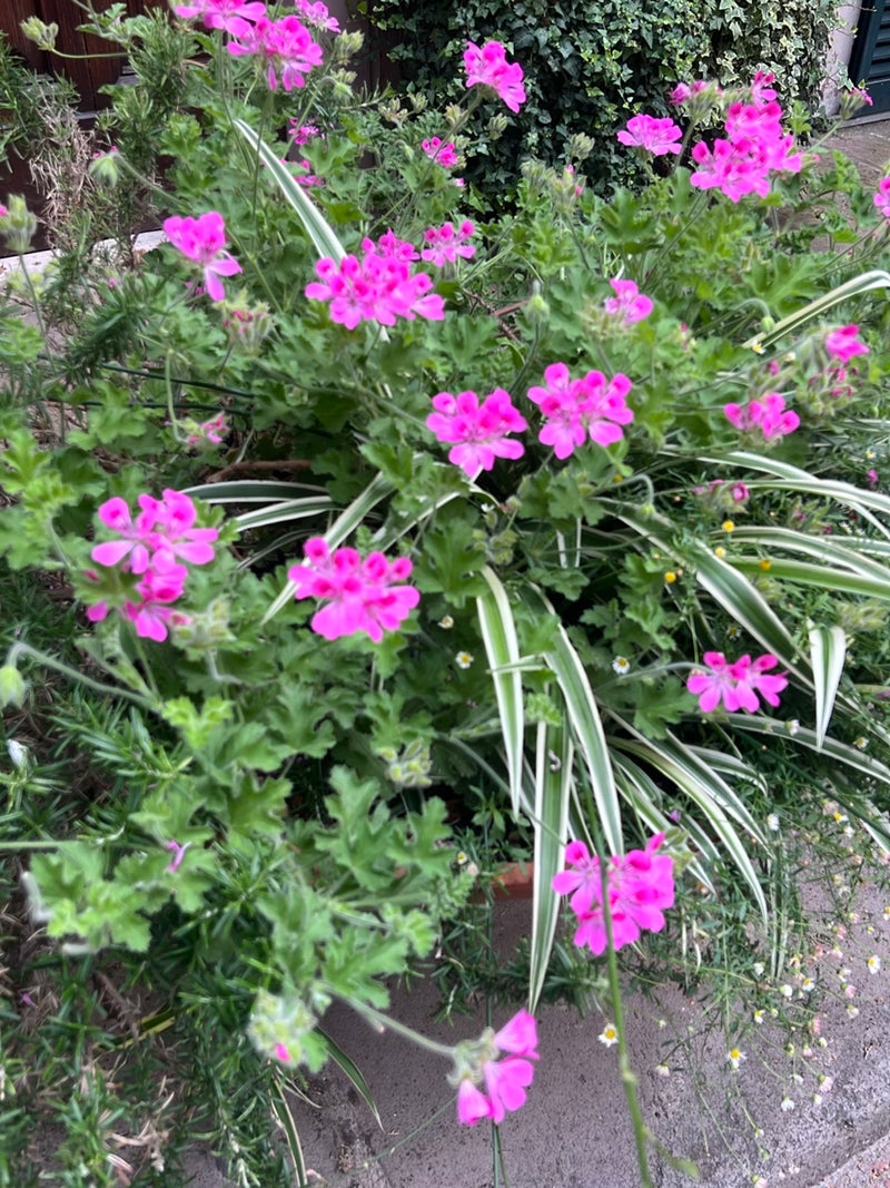 Efeu-Pelargonie — Bild 1