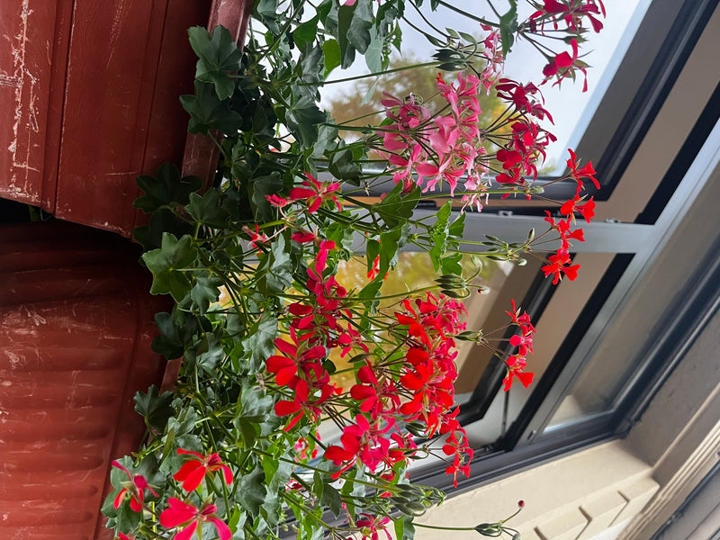 Efeu-Pelargonie — Bild 3