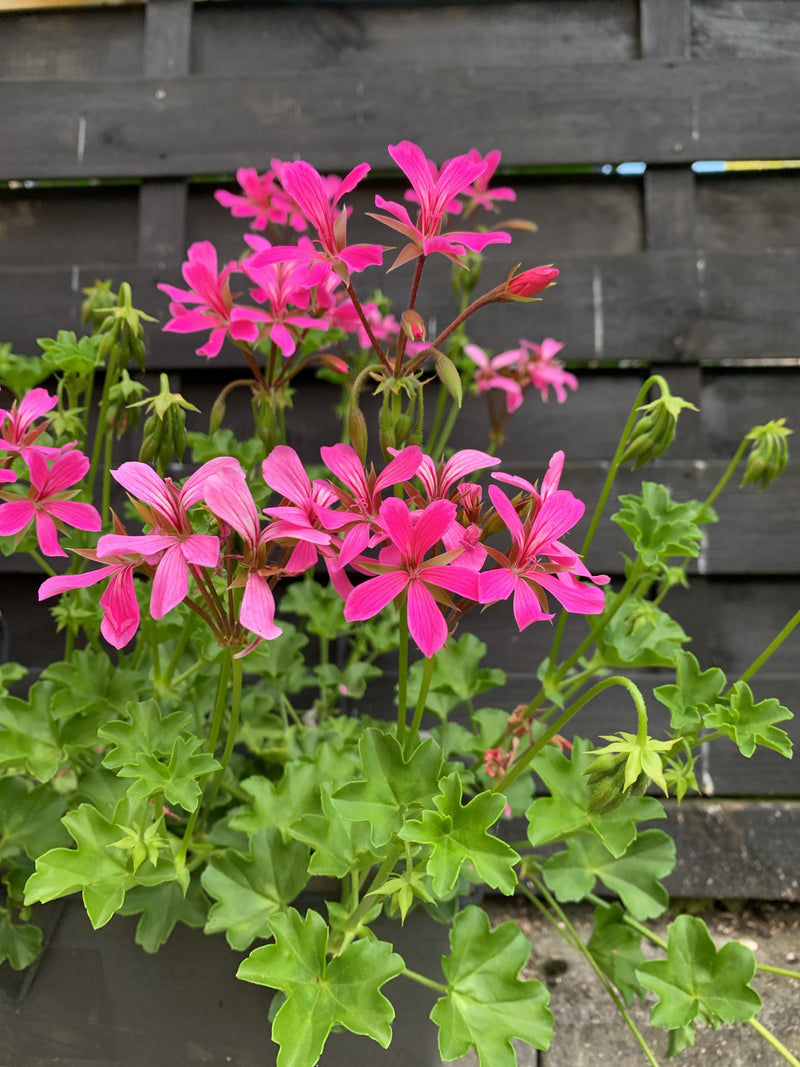 Efeu-Pelargonie — Bild 5