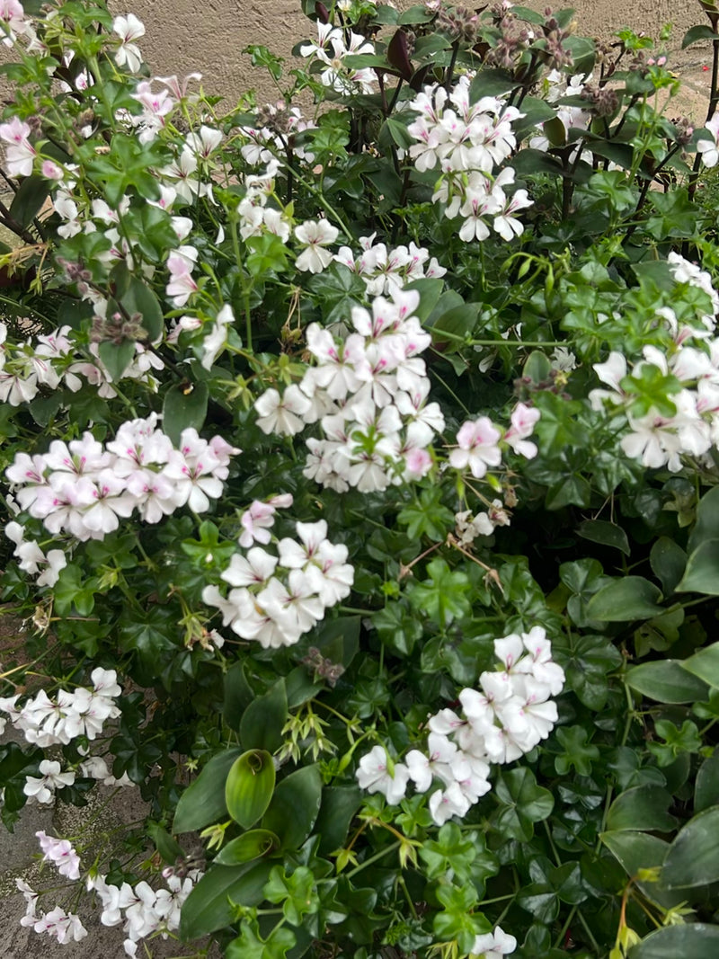 Efeu-Pelargonie — Bild 2