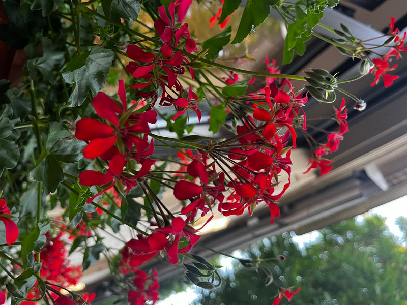 Efeu-Pelargonie — Bild 4