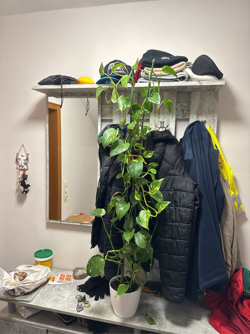 Eine hochgewachsene Efeutute in einem weißen Topf steht vor einer Garderobe im Innenbereich.