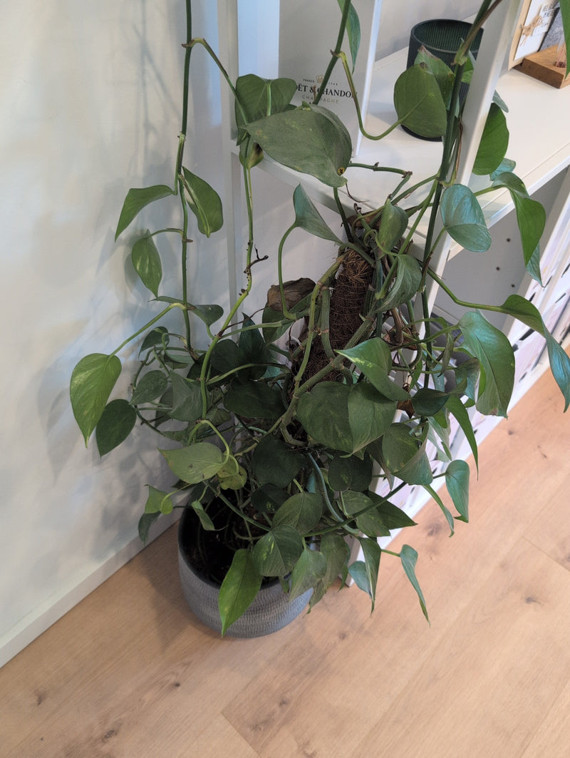 Efeutute — Bild 5