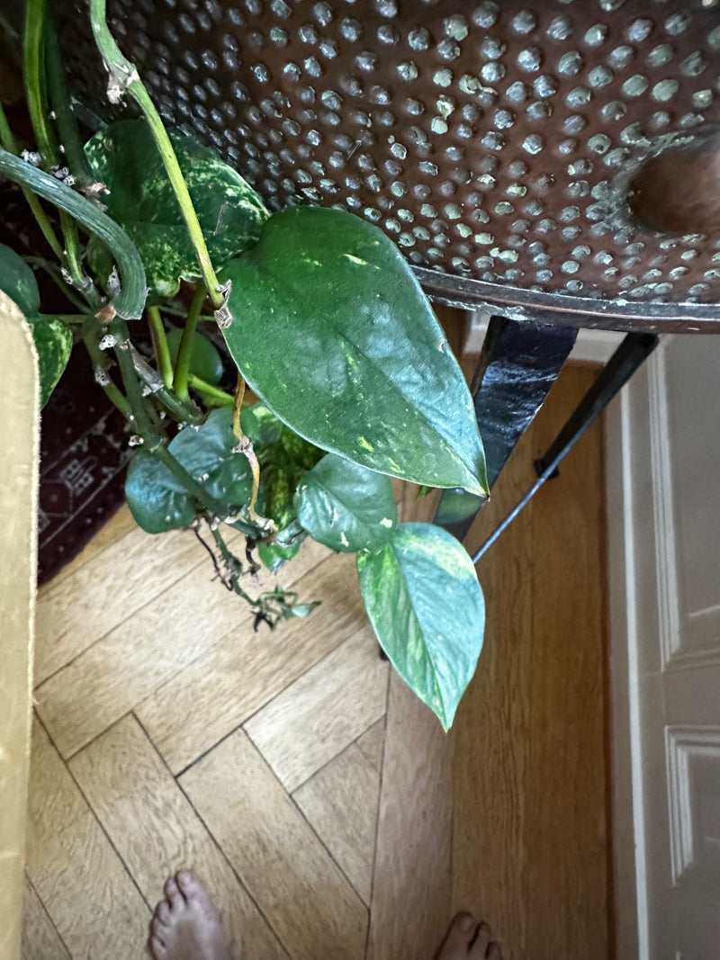 Efeutute — Bild 2