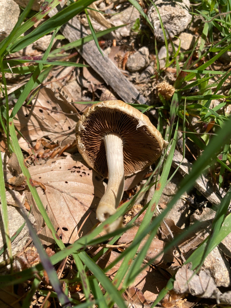 Egerling (Champignon) — Bild 5
