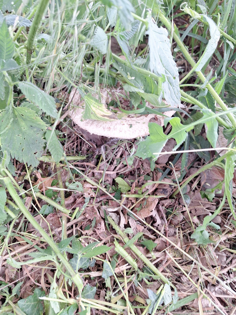 Egerling (Champignon) — Bild 4