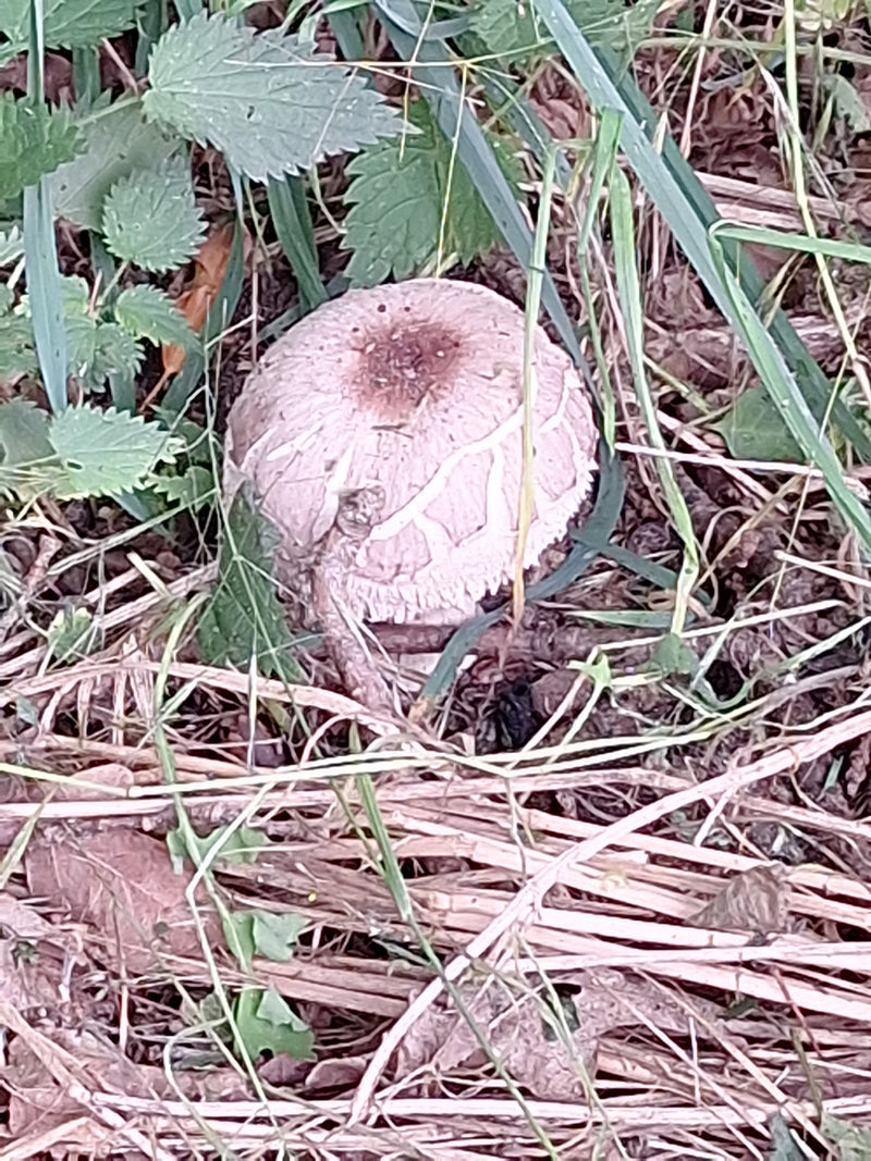 Egerling (Champignon) — Bild 1