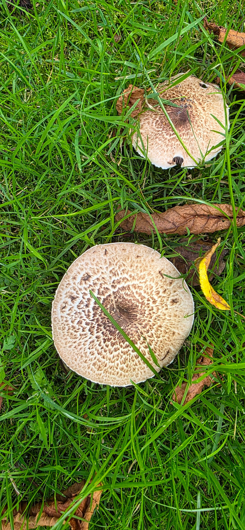 Egerling (Champignon) — Bild 5 von 14