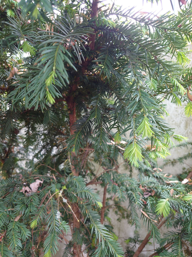 Eibe — Bild 4
