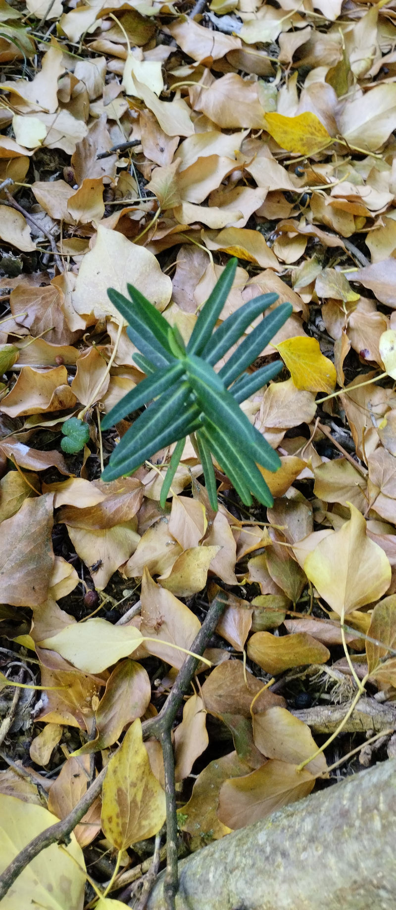 Eibe — Bild 5