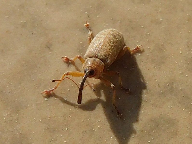 Eichelbohrer — Bild 2