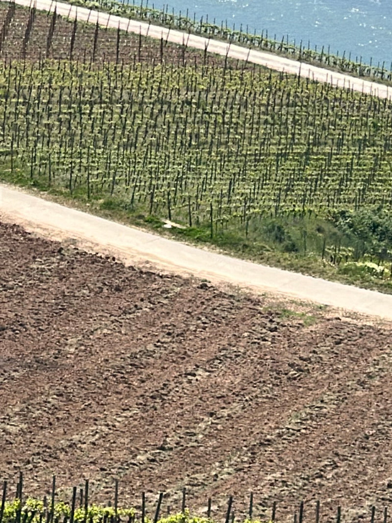 Eichelhäher — Bild 2