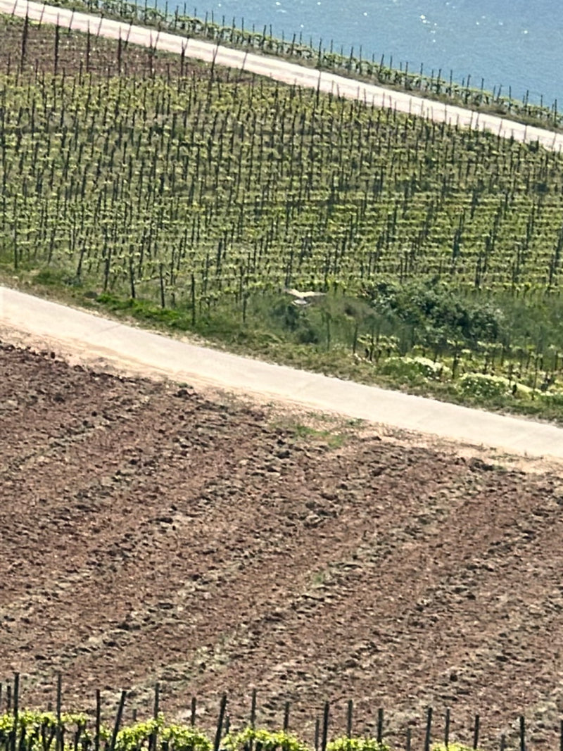 Eichelhäher — Bild 3