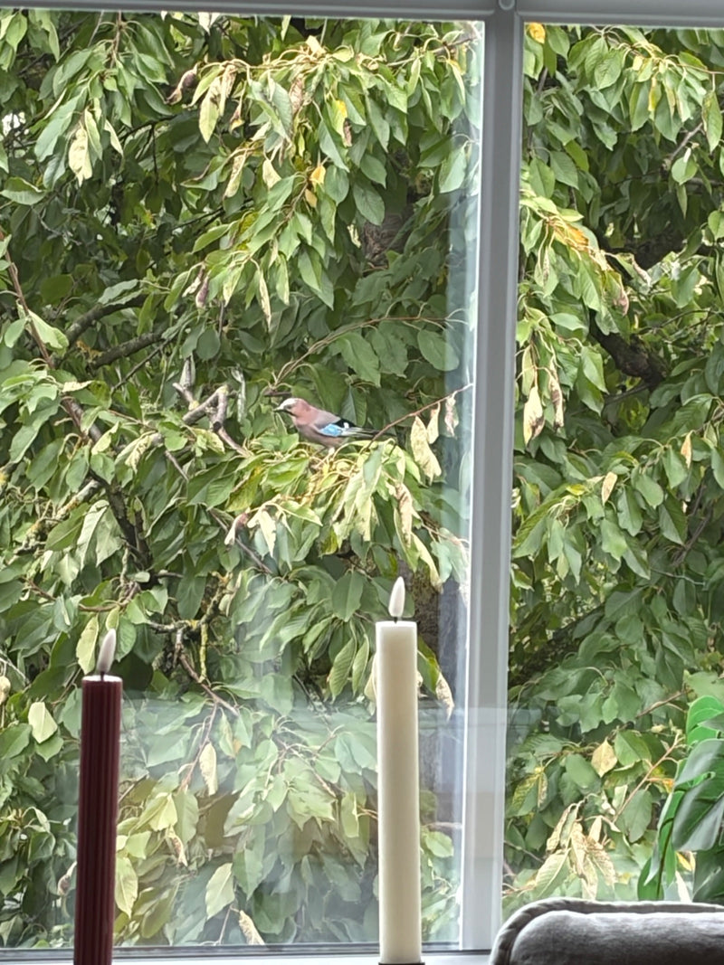 Ein Eichelhäher sitzt auf einem Ast im dichten Laub eines Baumes vor einem Fenster.