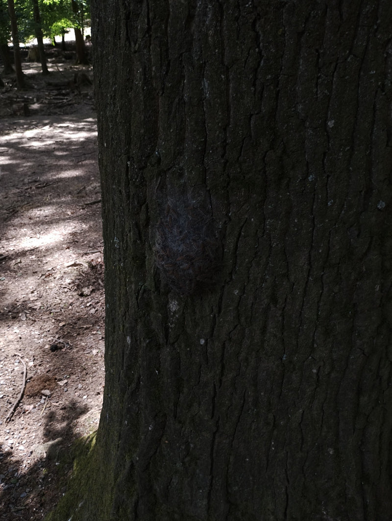 Eichenprozessionsspinner — Bild 3