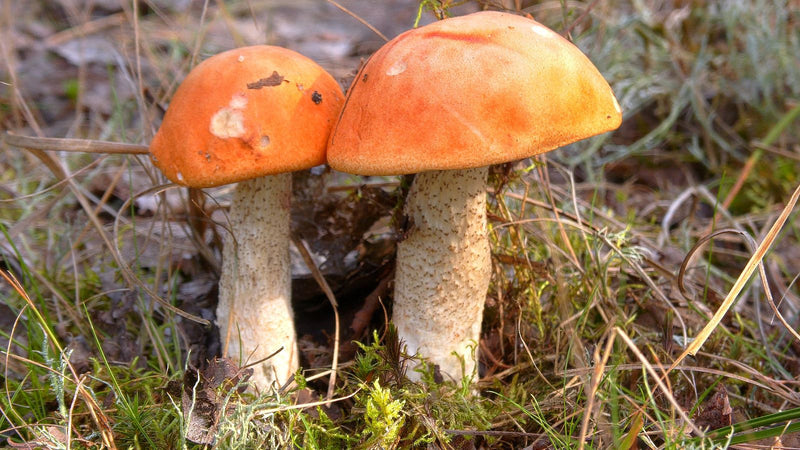 Zwei Fruchtkörper der Eichen-Rotkappe mit leuchtend orangen Hüten und weißlich geschuppten Stielen wachsen nebeneinander auf dem Waldboden.