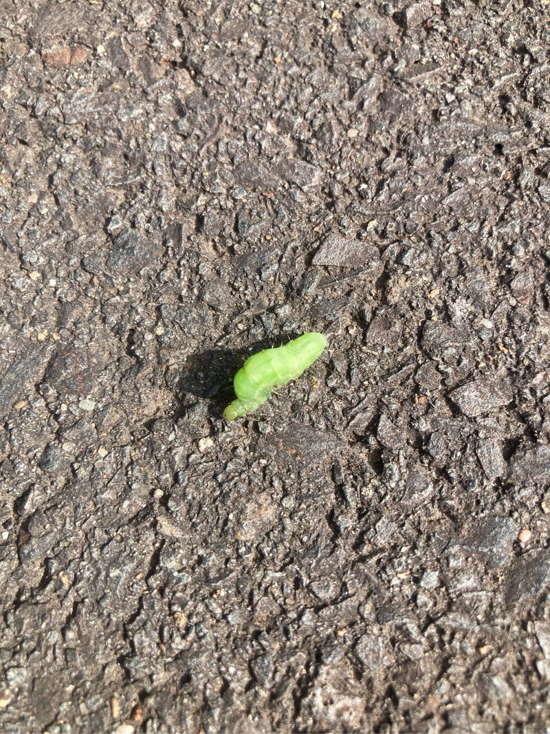 Eine grüne Raupe der Eichen-Silbereule kriecht über rauen Asphalt.