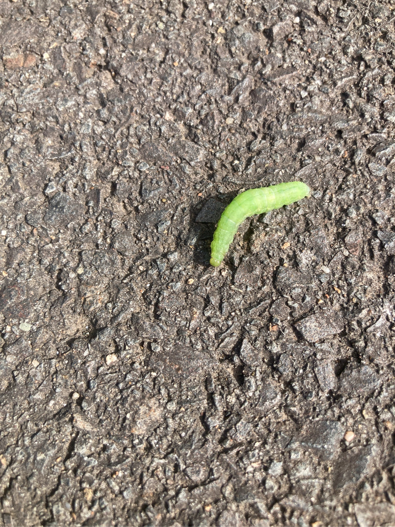 Eine leuchtend grüne Raupe der Eichen-Silbereule bewegt sich über einen rauen, dunklen Asphaltboden.