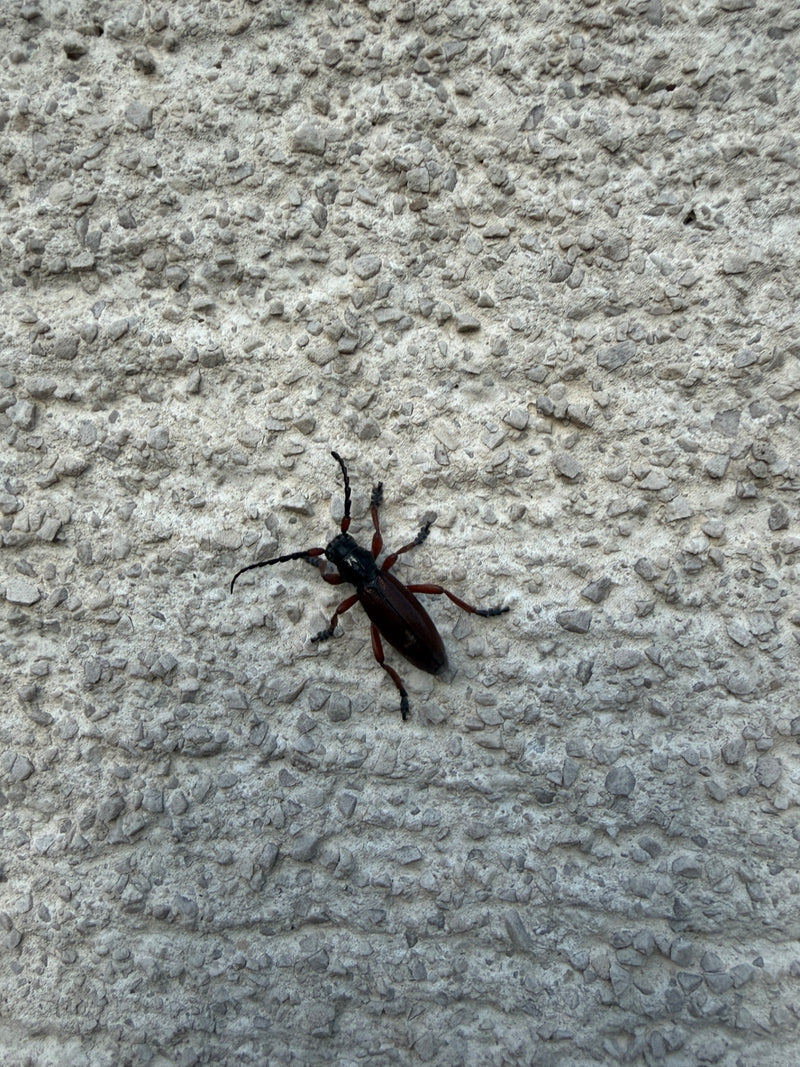 Eichen-Widderbock — Bild 3
