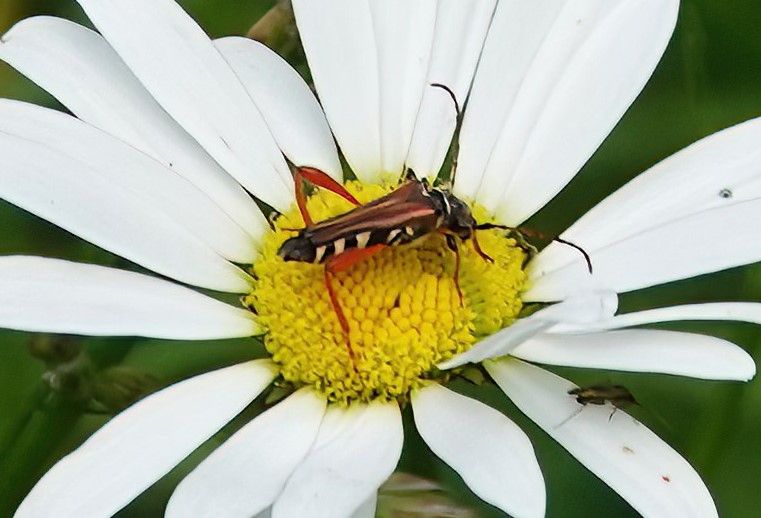 Eichen-Widderbock — Bild 5