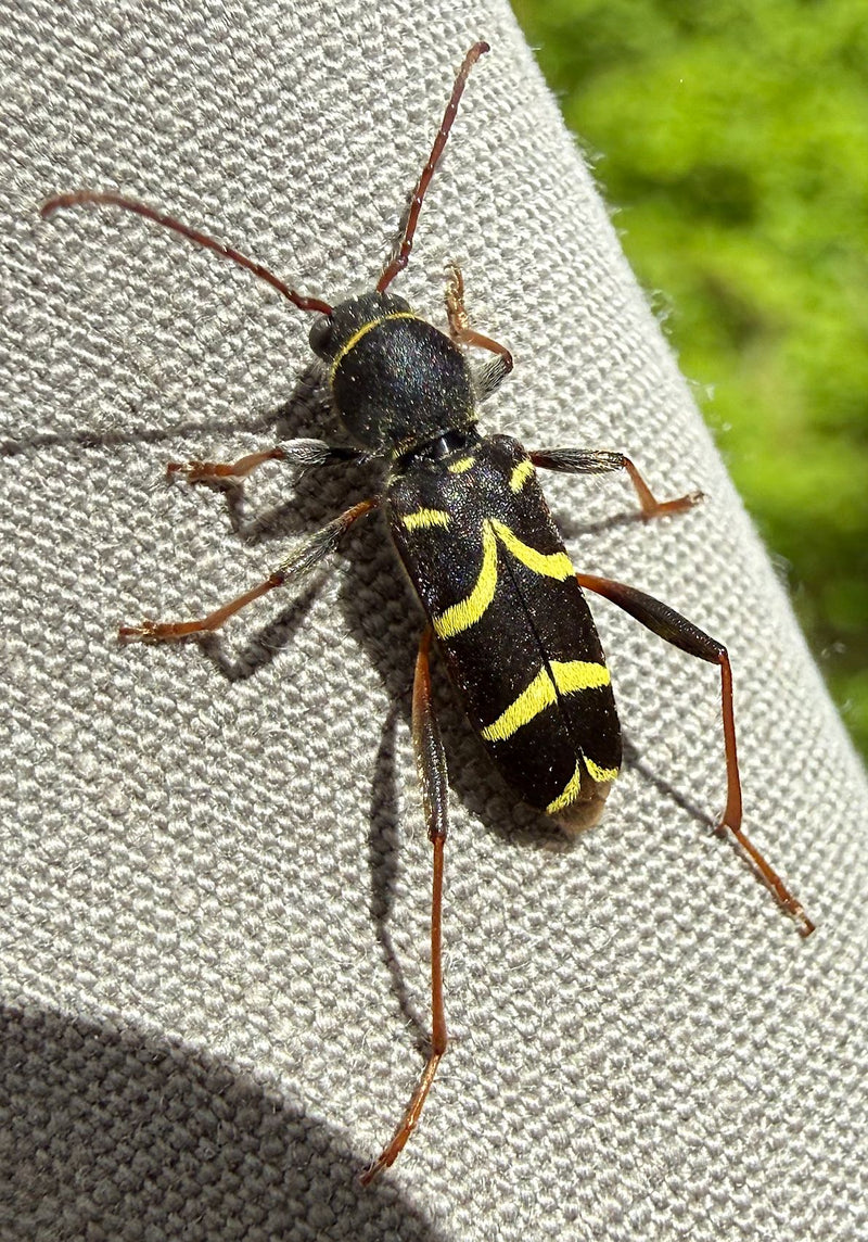 Eichen-Widderbock — Bild 2