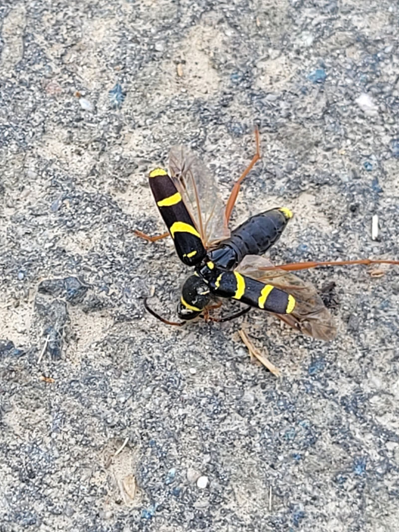 Eichen-Widderbock — Bild 1