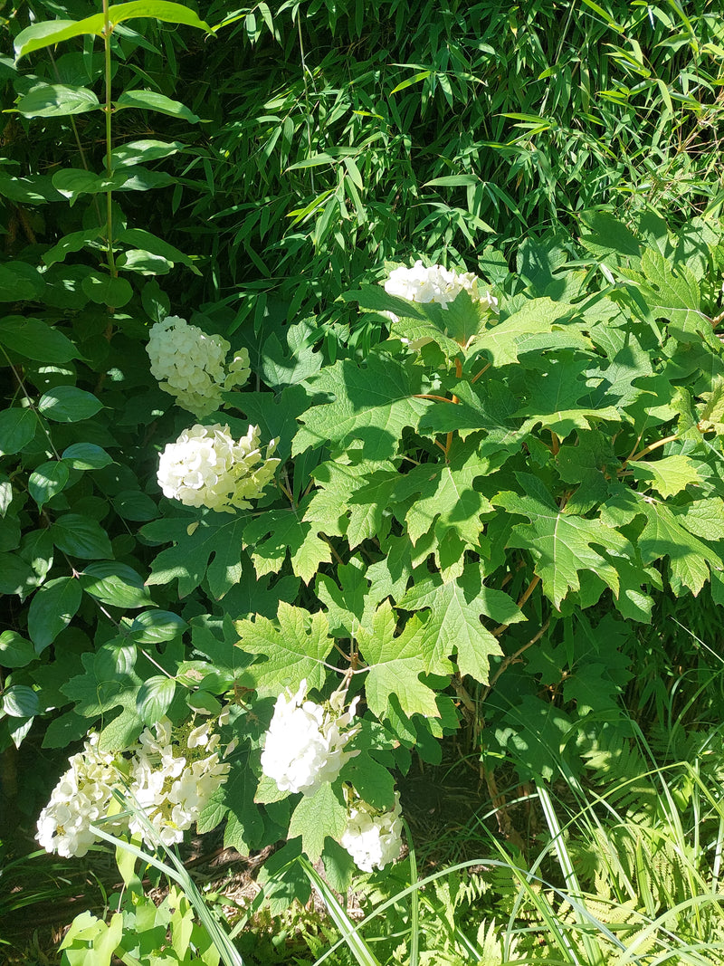 Eichenblättrige Hortensie — Bild 1