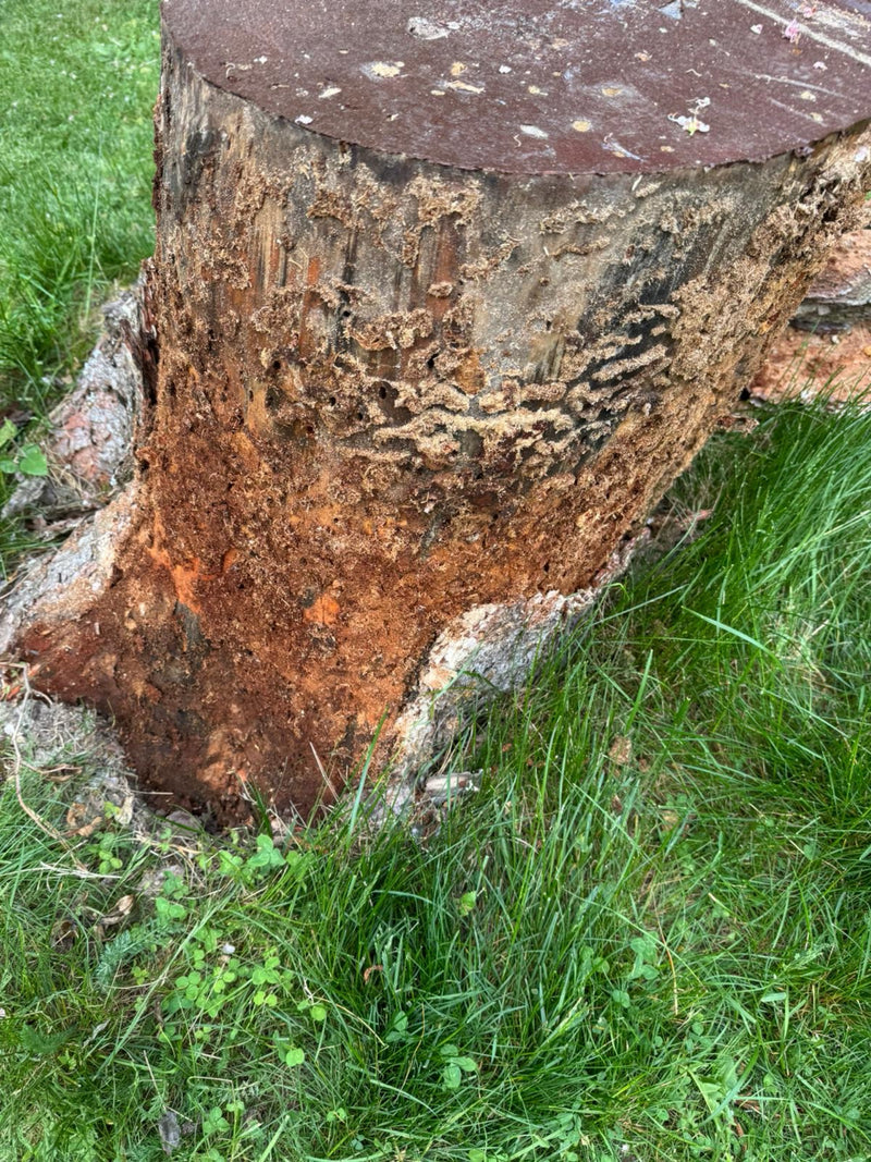 Großer Eichenbock — Bild 2