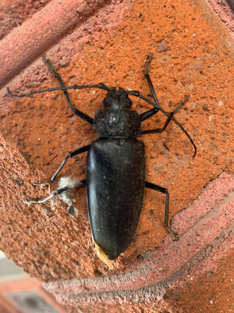 Großer Eichenbock — Bild 5