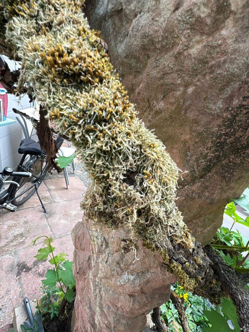 Eichenmoos — Bild 1
