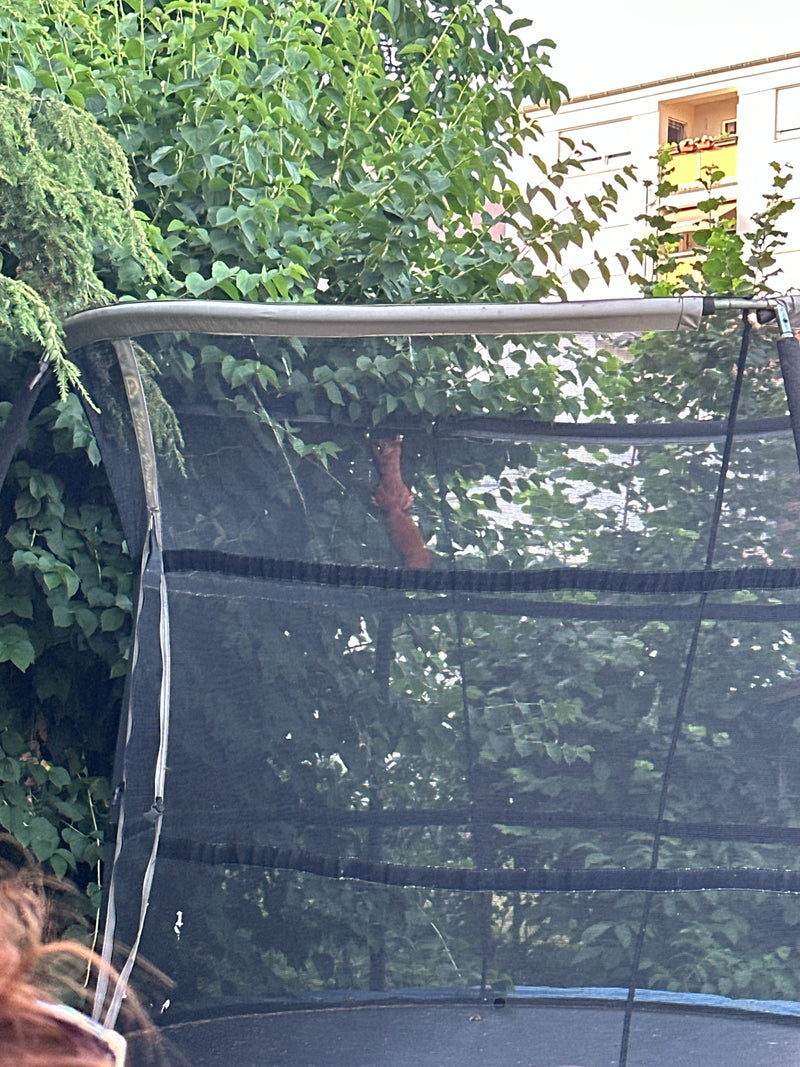 Europäisches Eichhörnchen — Bild 5