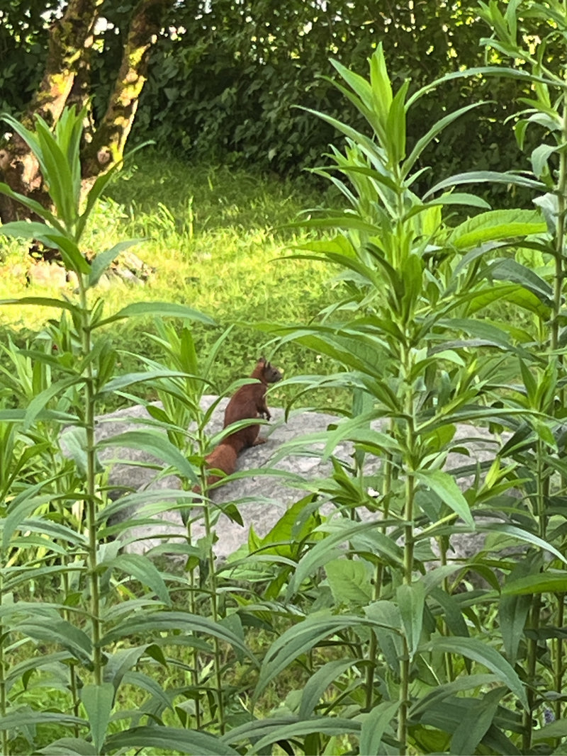 Europäisches Eichhörnchen — Bild 2