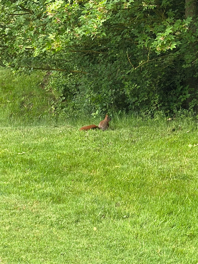 Europäisches Eichhörnchen — Bild 3