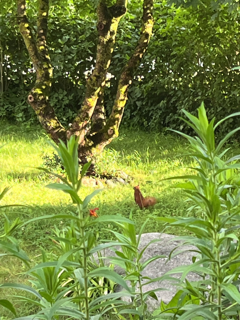 Europäisches Eichhörnchen — Bild 1