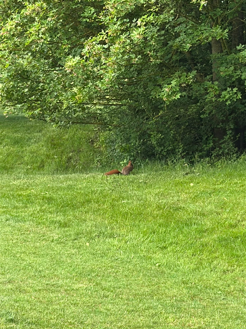 Europäisches Eichhörnchen — Bild 4