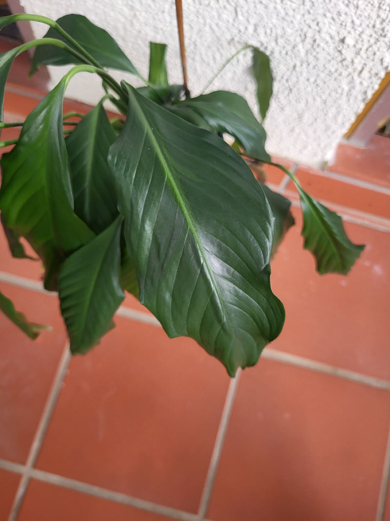 Einblatt — Bild 1