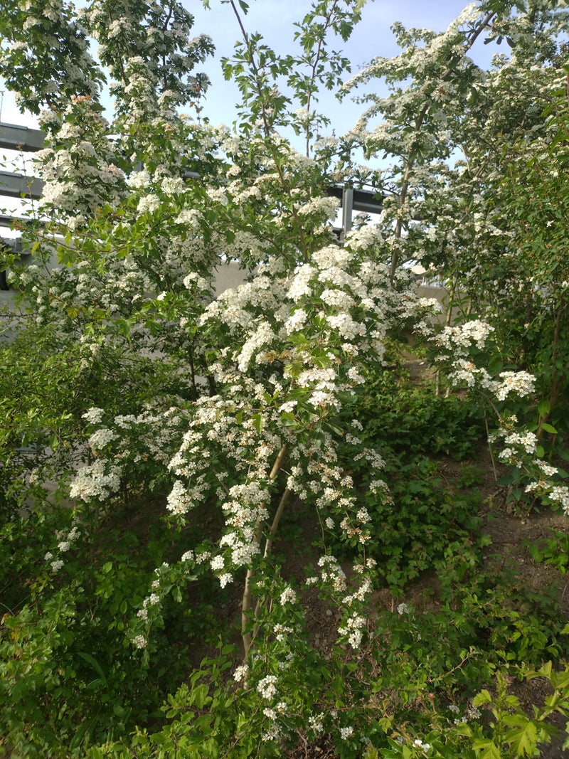 Weissdorn — Bild 1