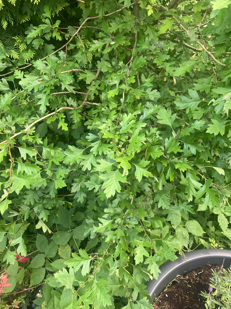 Weissdorn — Bild 3
