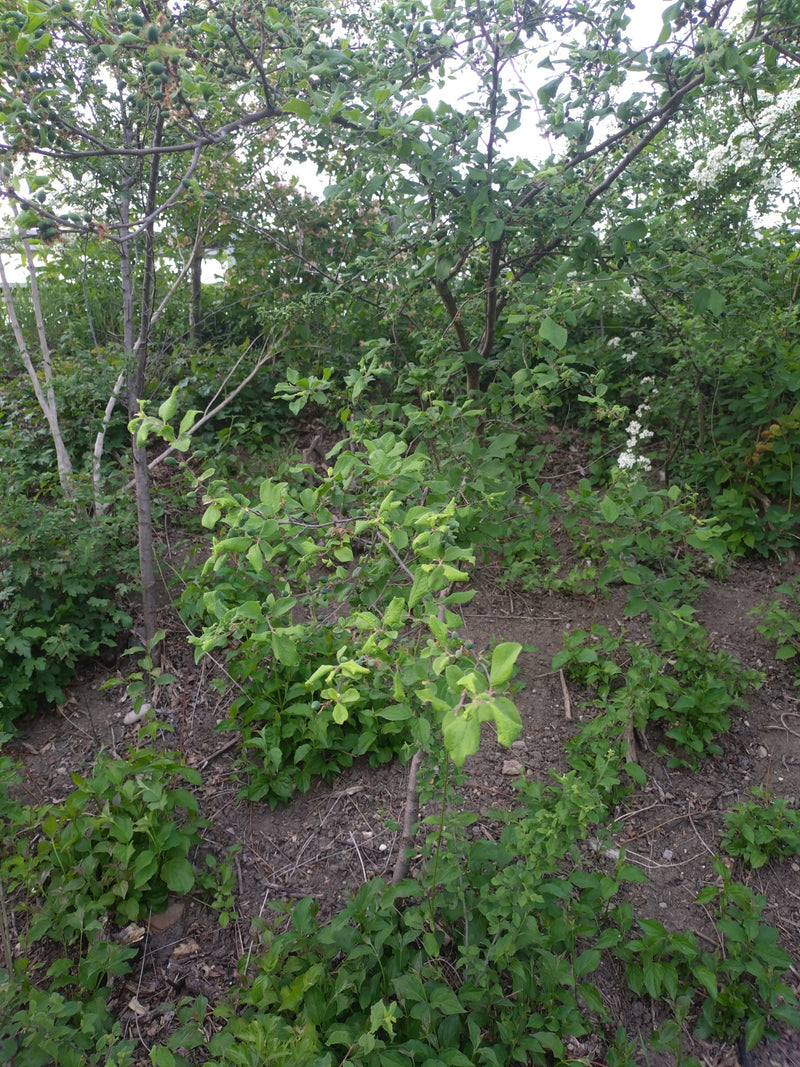 Weissdorn — Bild 5
