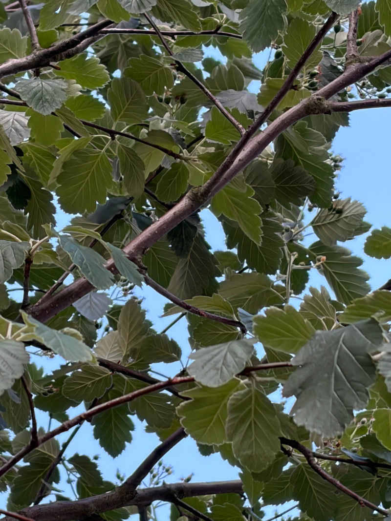 Zu sehen ist der verzweigte Ast eines Weissdorns mit charakteristischen gelappten Blättern, aufgenommen von unten gegen den hellblauen Himmel.