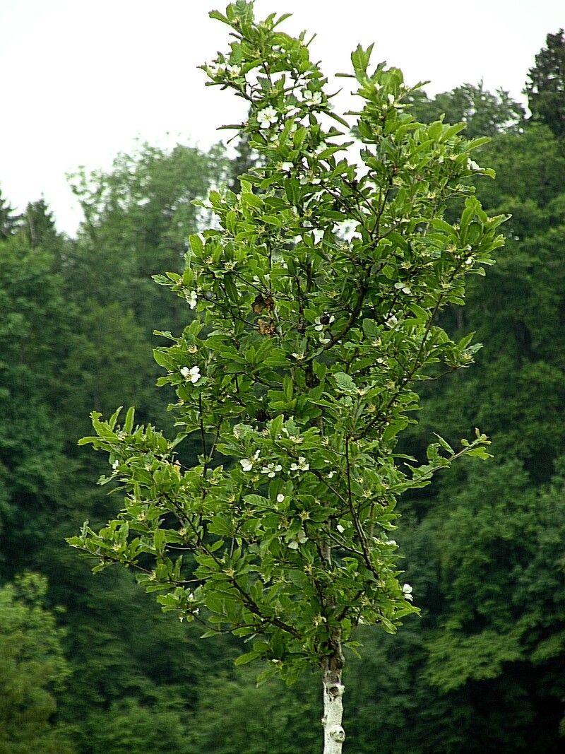 Weissdorn — Bild 4