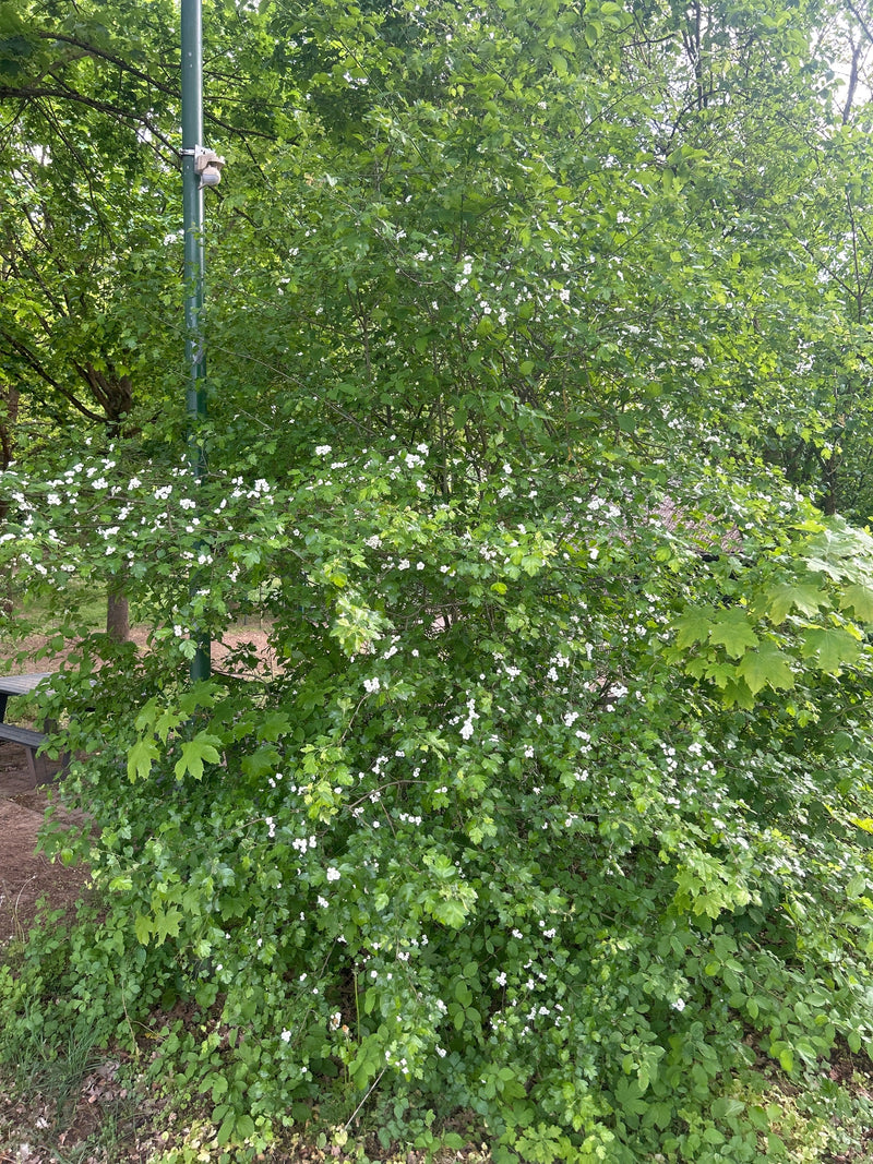 Weissdorn — Bild 2