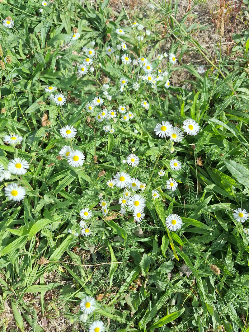 Zahlreiche weiße Blüten des Einjährigen Berufkrauts mit gelber Mitte wachsen dicht inmitten einer grünen Wiese.