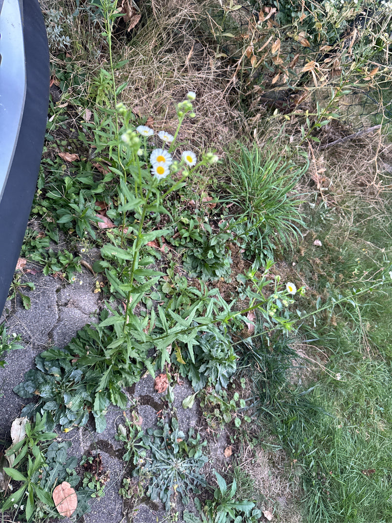 Berufkraut — Bild 3 von 69